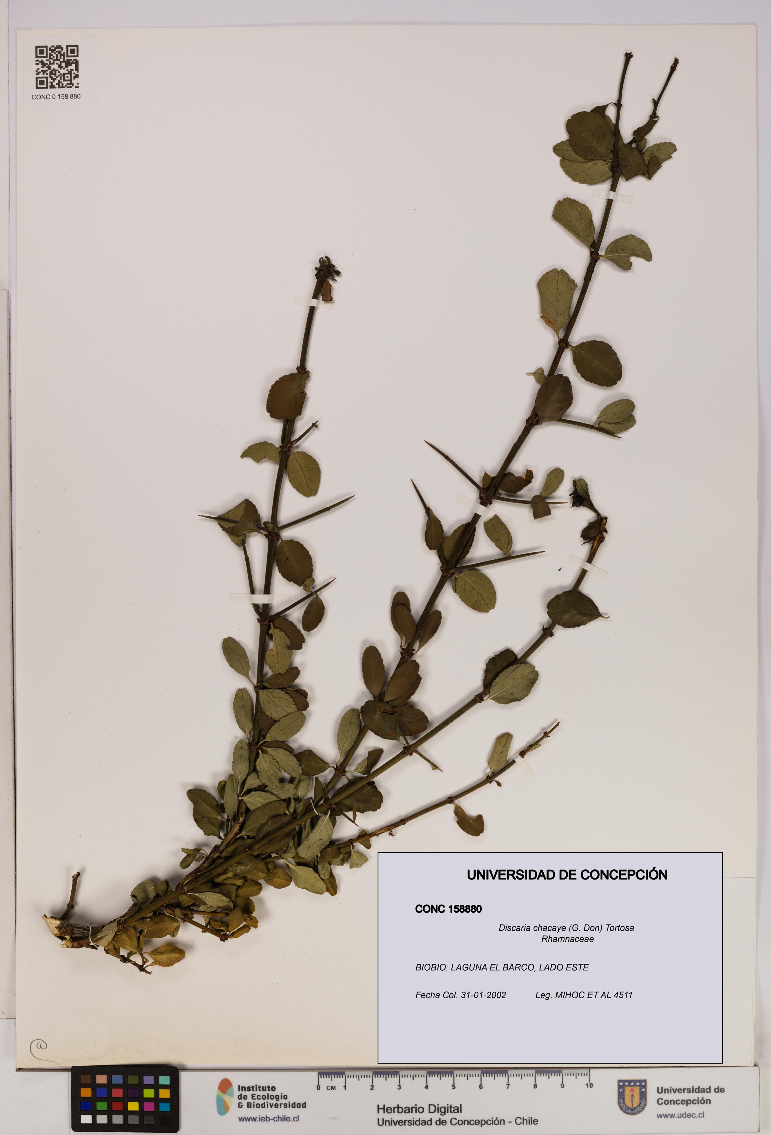 Discaria chacaye [Espécimen: UDEC:CONC:0158880]