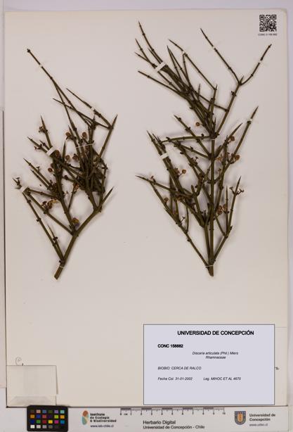 Discaria articulata [Espécimen: UDEC:CONC:0158882]