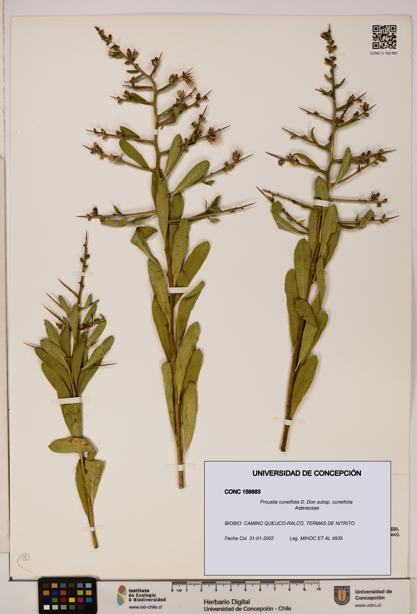 Proustia cuneifolia subsp. cuneifolia [Espécimen: UDEC:CONC:0158883]