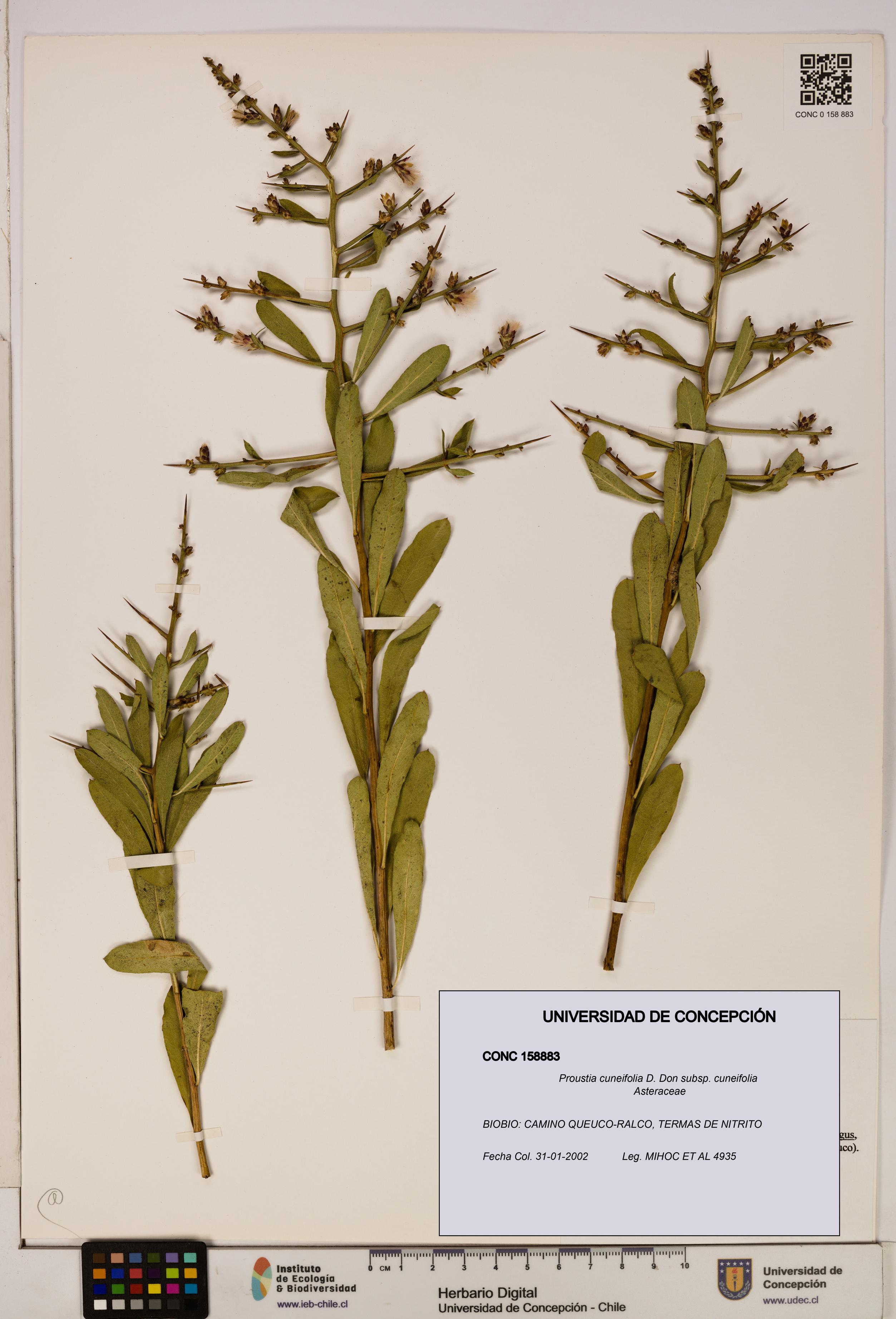Proustia cuneifolia subsp. cuneifolia [Espécimen: UDEC:CONC:0158883]