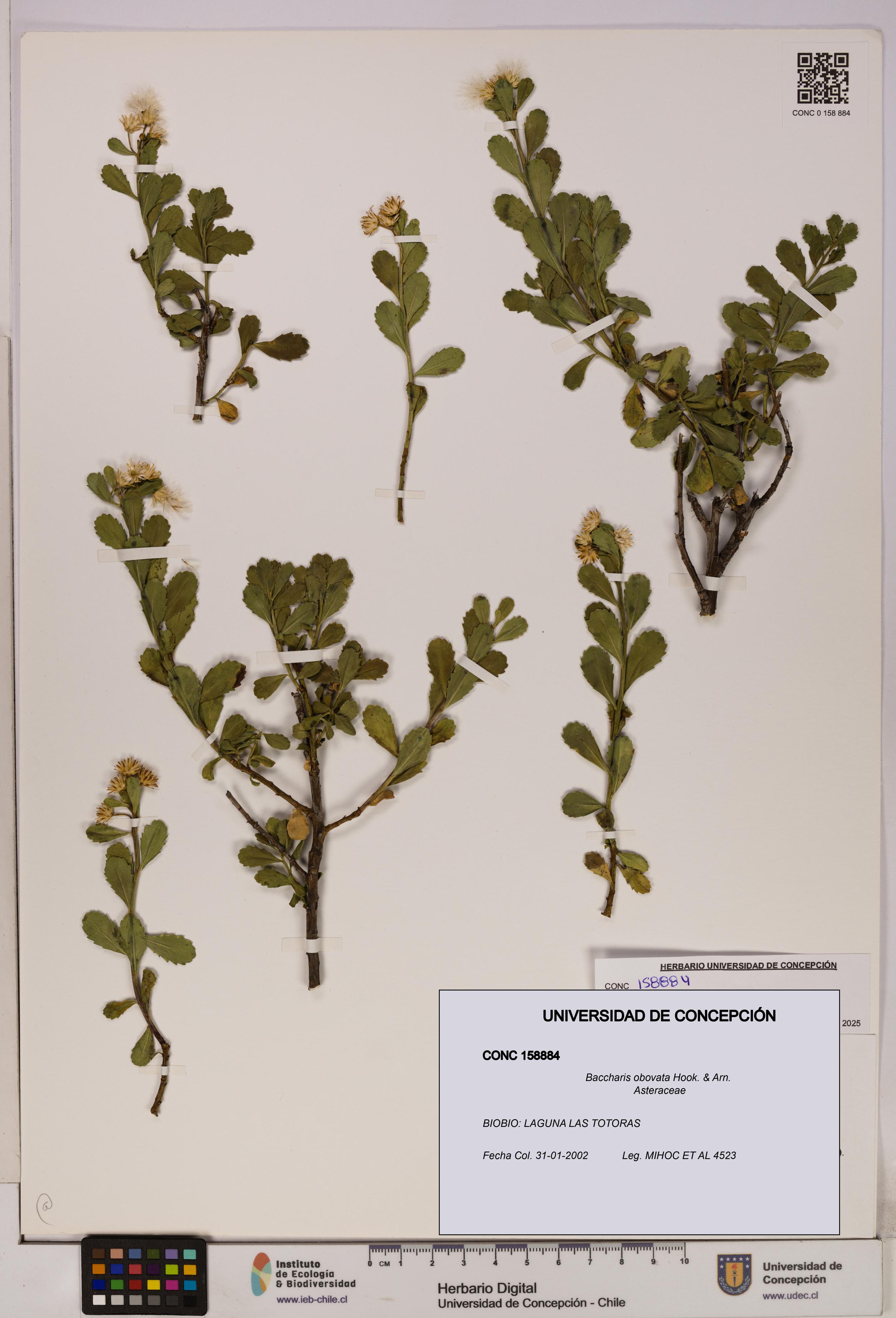 Baccharis obovata [Espécimen: UDEC:CONC:0158884]