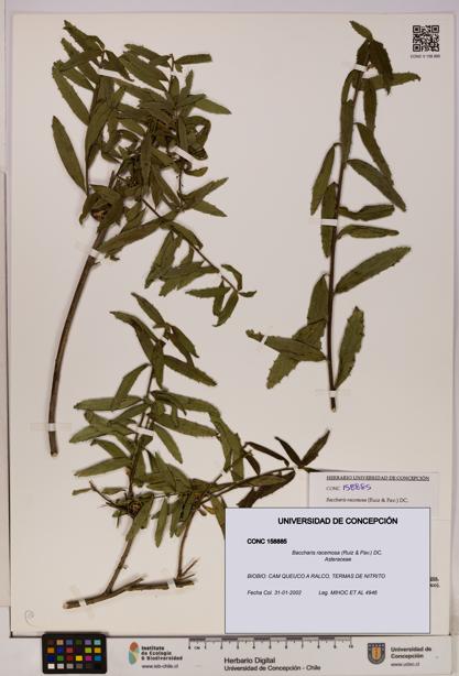 Baccharis racemosa [Espécimen: UDEC:CONC:0158885]