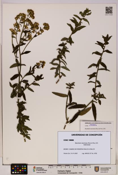 Baccharis racemosa [Espécimen: UDEC:CONC:0158886]