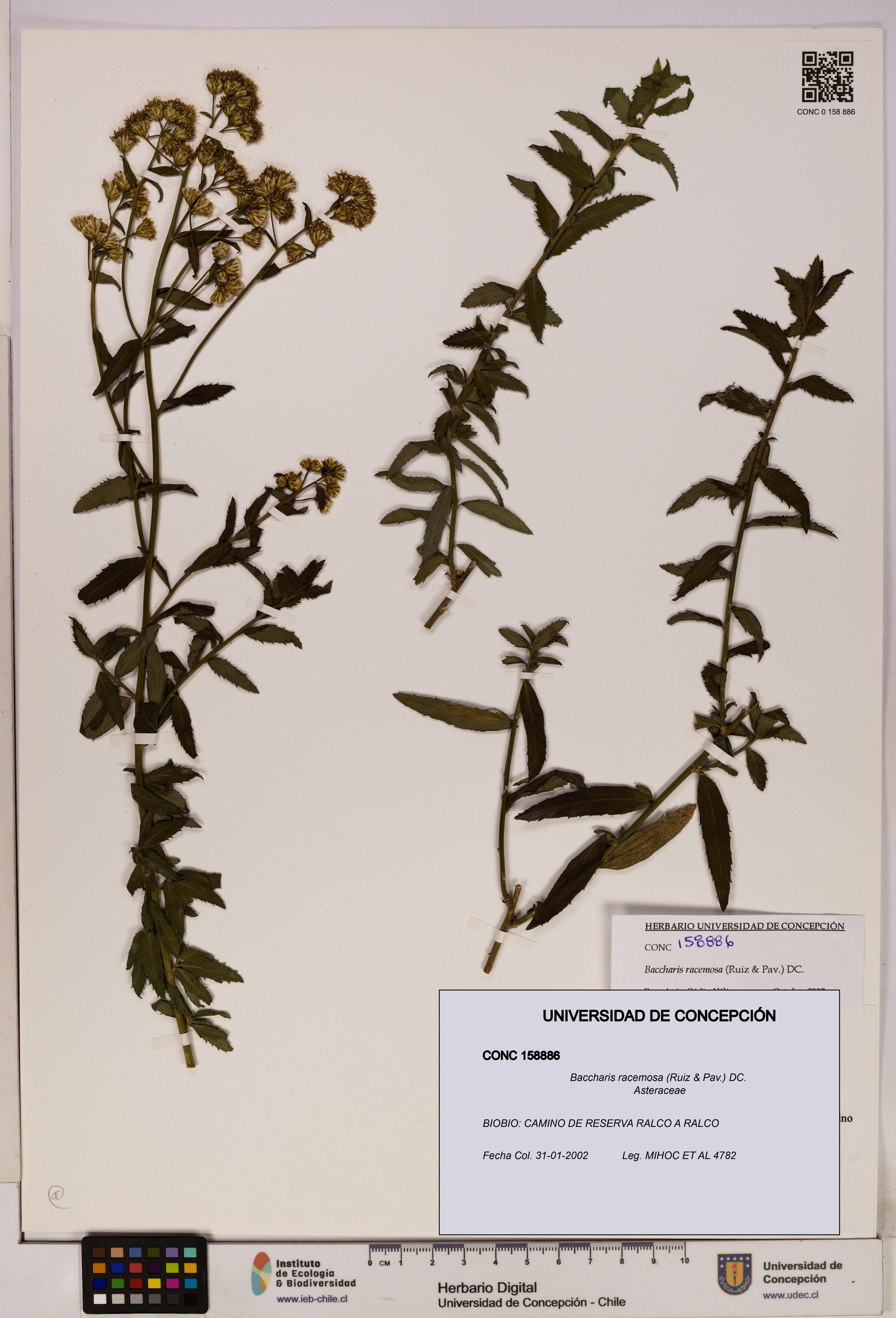 Baccharis racemosa [Espécimen: UDEC:CONC:0158886]
