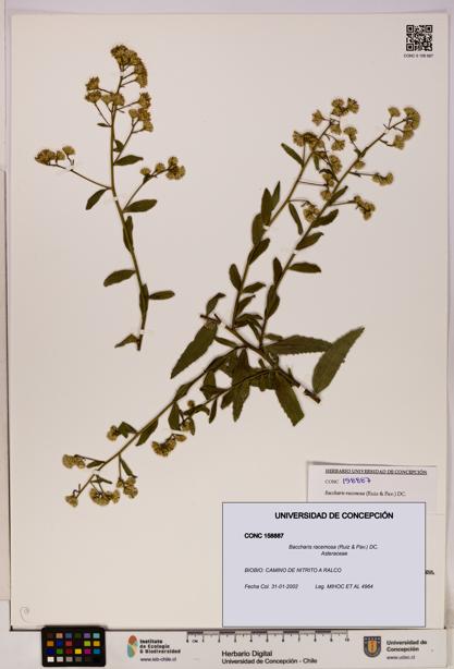 Baccharis racemosa [Espécimen: UDEC:CONC:0158887]