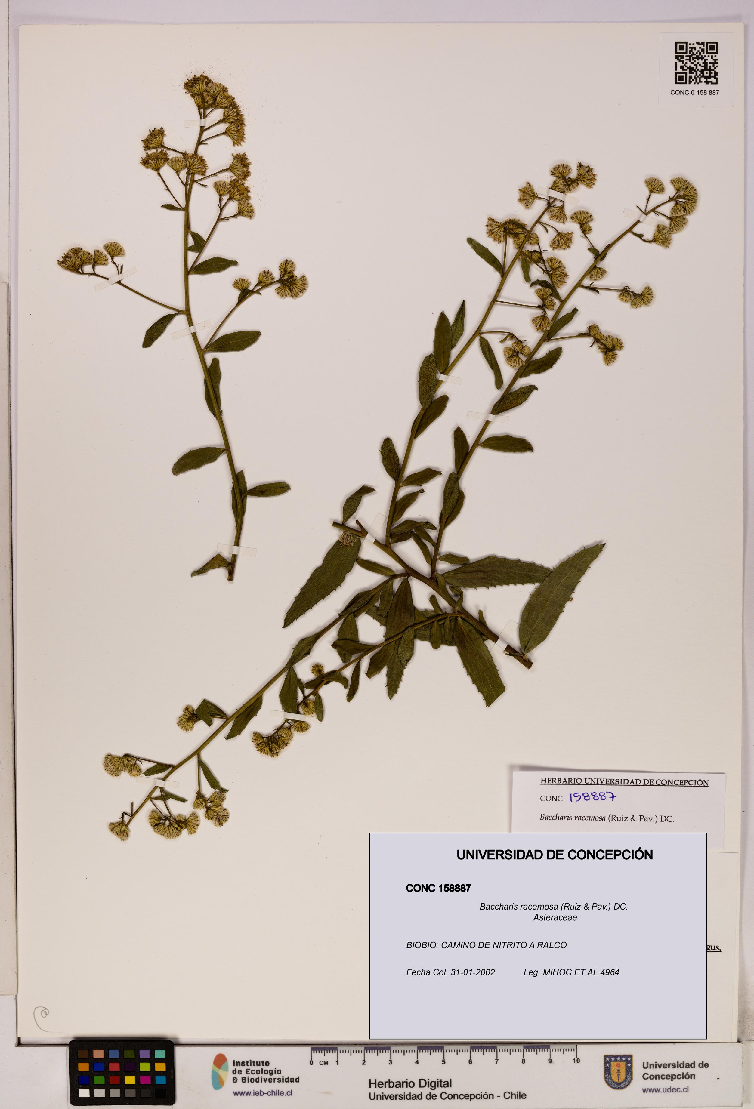 Baccharis racemosa [Espécimen: UDEC:CONC:0158887]