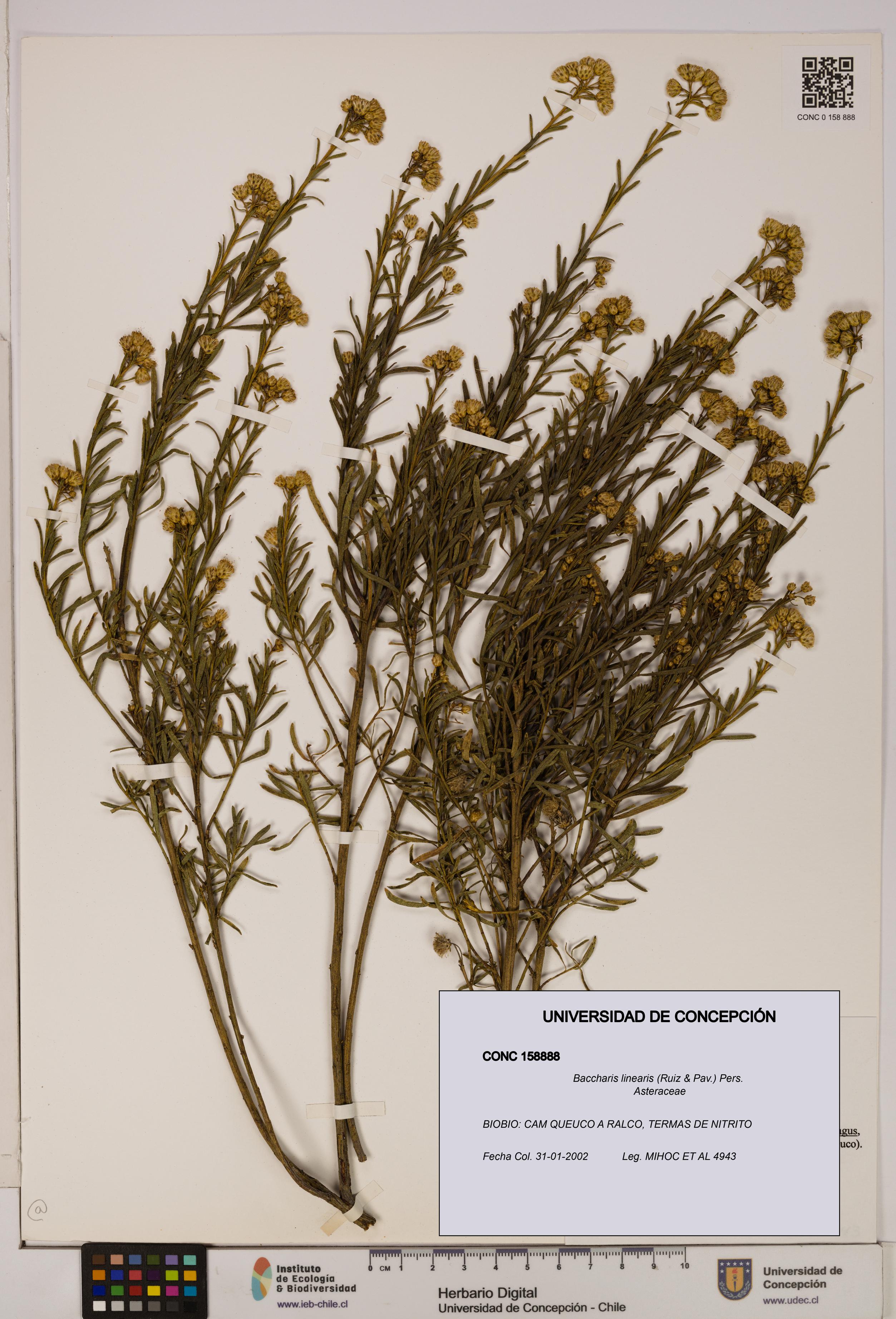 Baccharis linearis [Espécimen: UDEC:CONC:0158888]