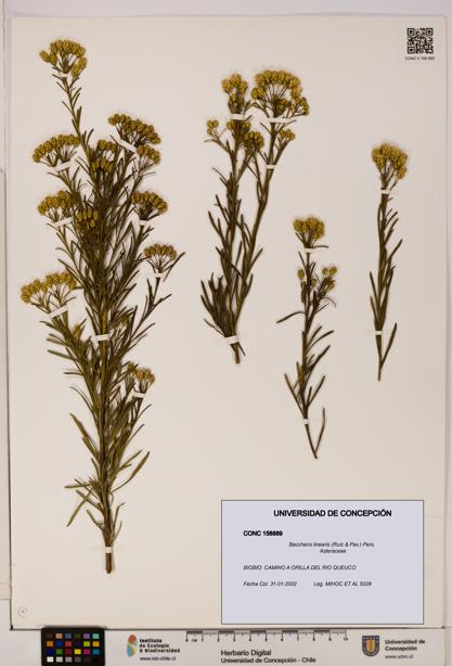 Baccharis linearis [Espécimen: UDEC:CONC:0158889]