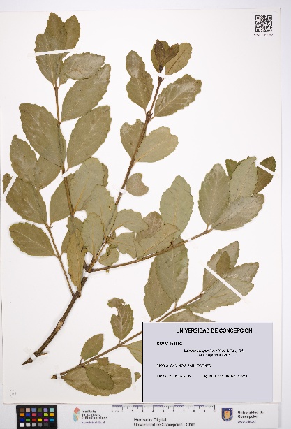 Laurelia sempervirens [Espécimen: UDEC:CONC:0158892]