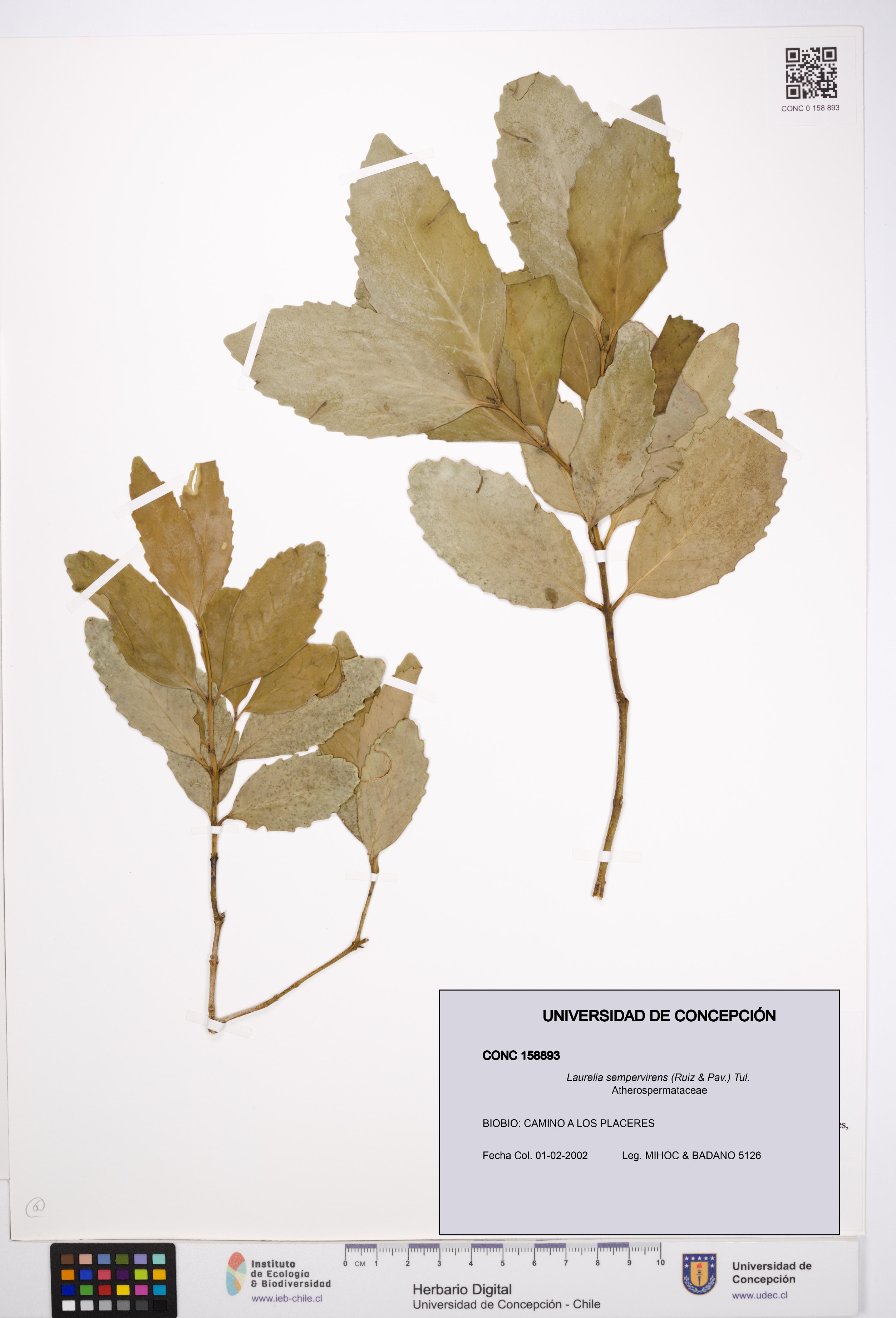 Laurelia sempervirens [Espécimen: UDEC:CONC:0158893]