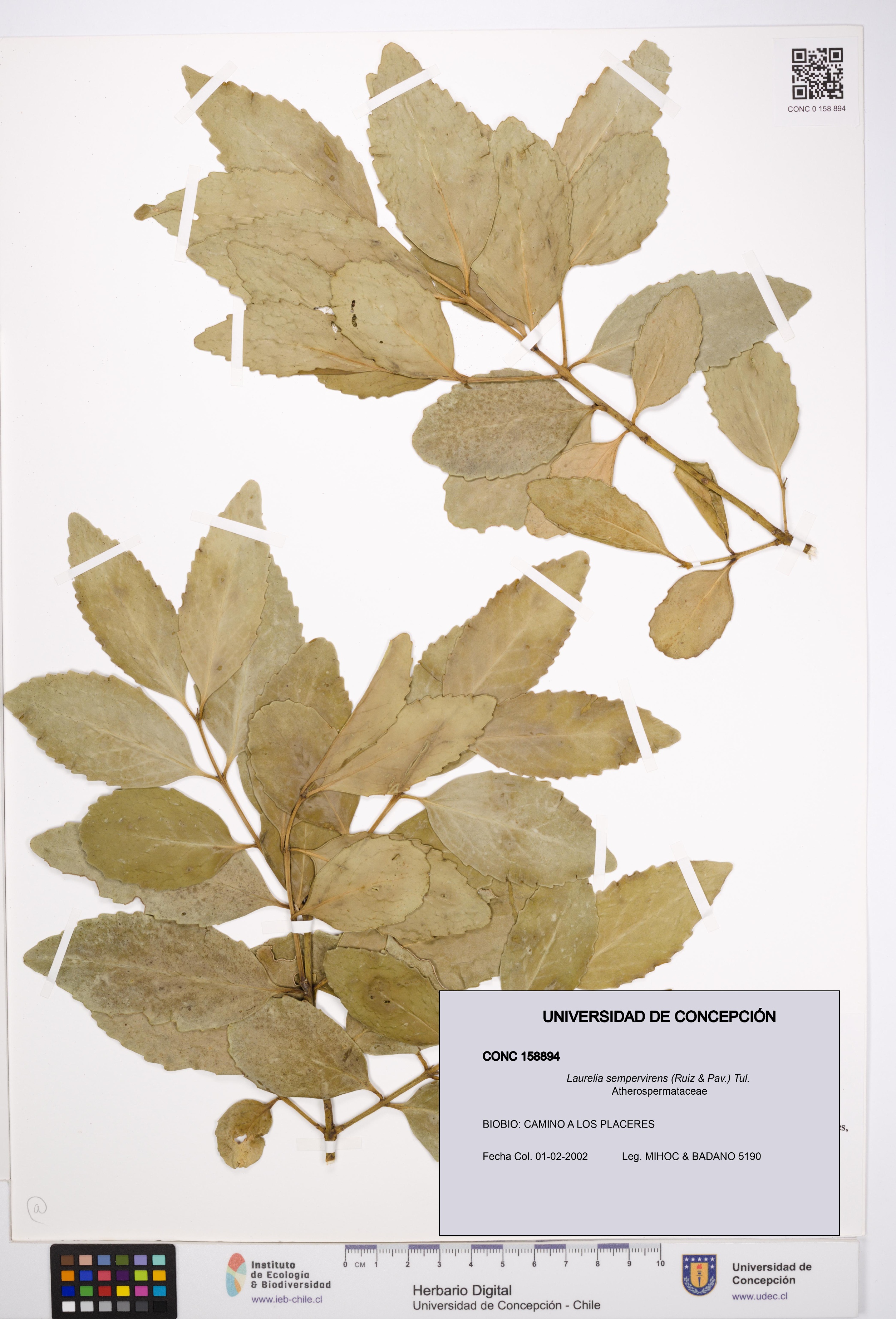 Laurelia sempervirens [Espécimen: UDEC:CONC:0158894]