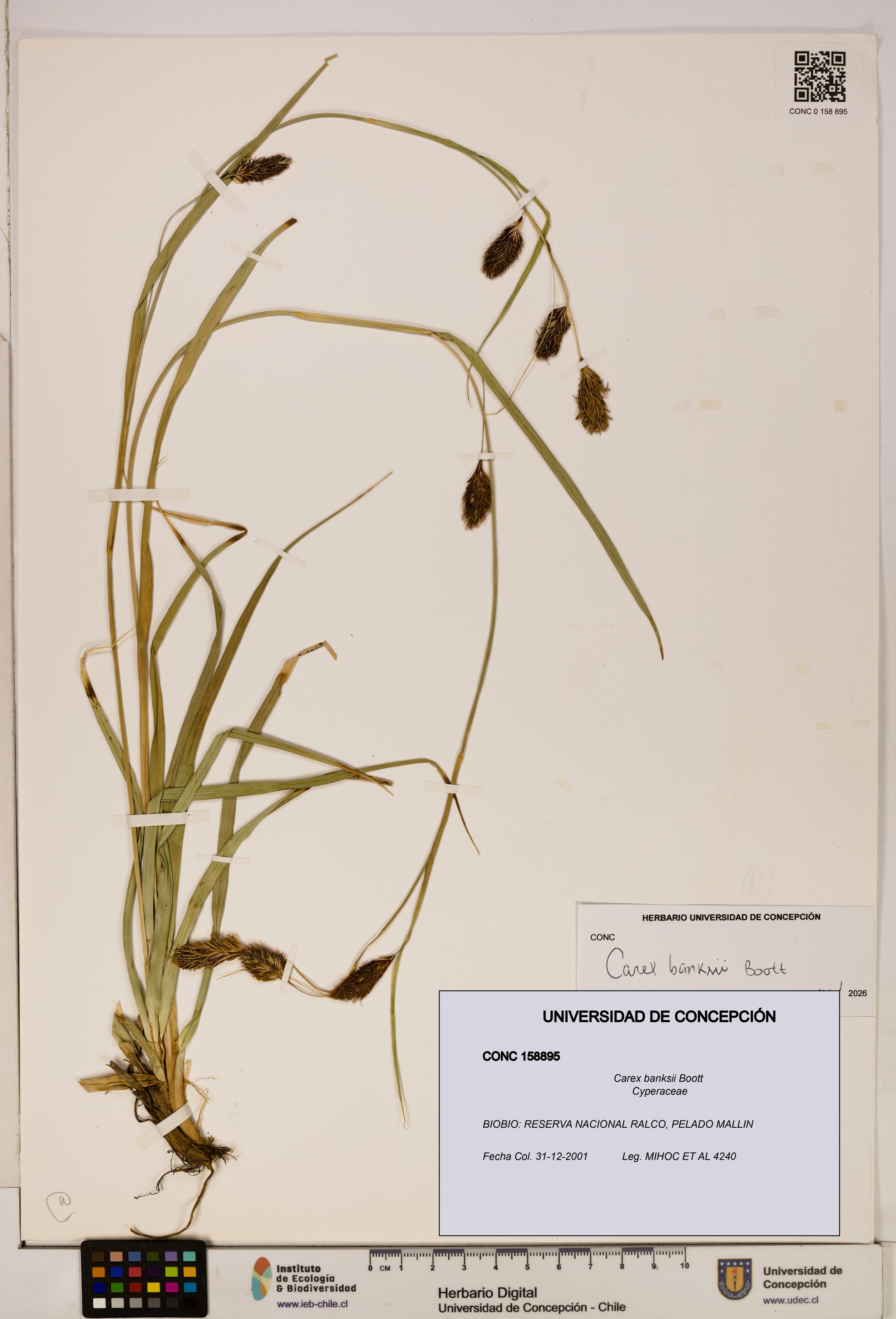 Carex banksii [Espécimen: UDEC:CONC:0158895]