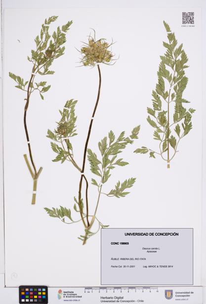 Daucus carota [Espécimen: ]