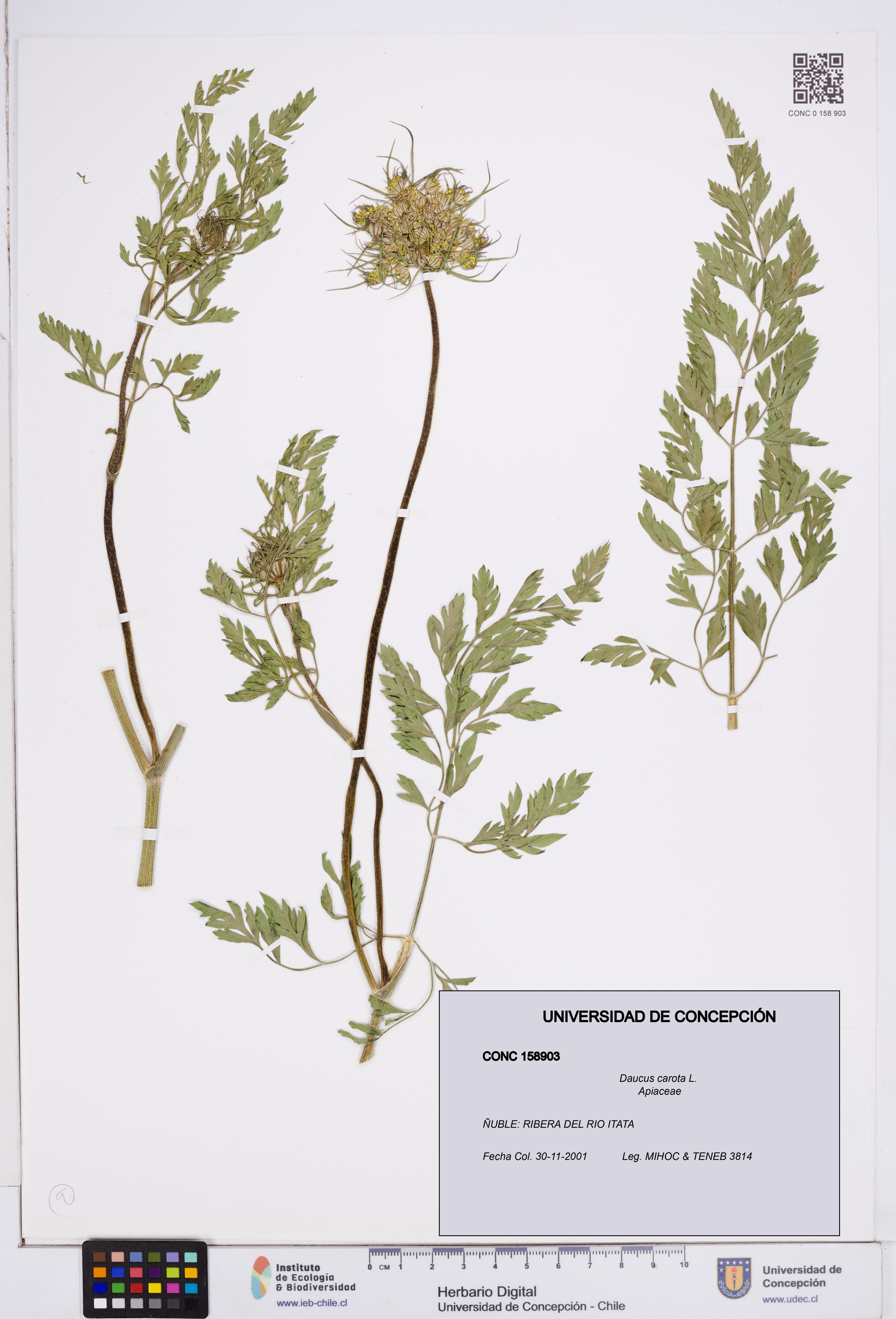 Daucus carota [Espécimen: ]