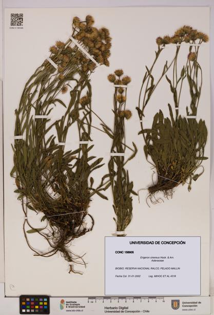 Erigeron cinereus [Espécimen: UDEC:CONC:0158905]