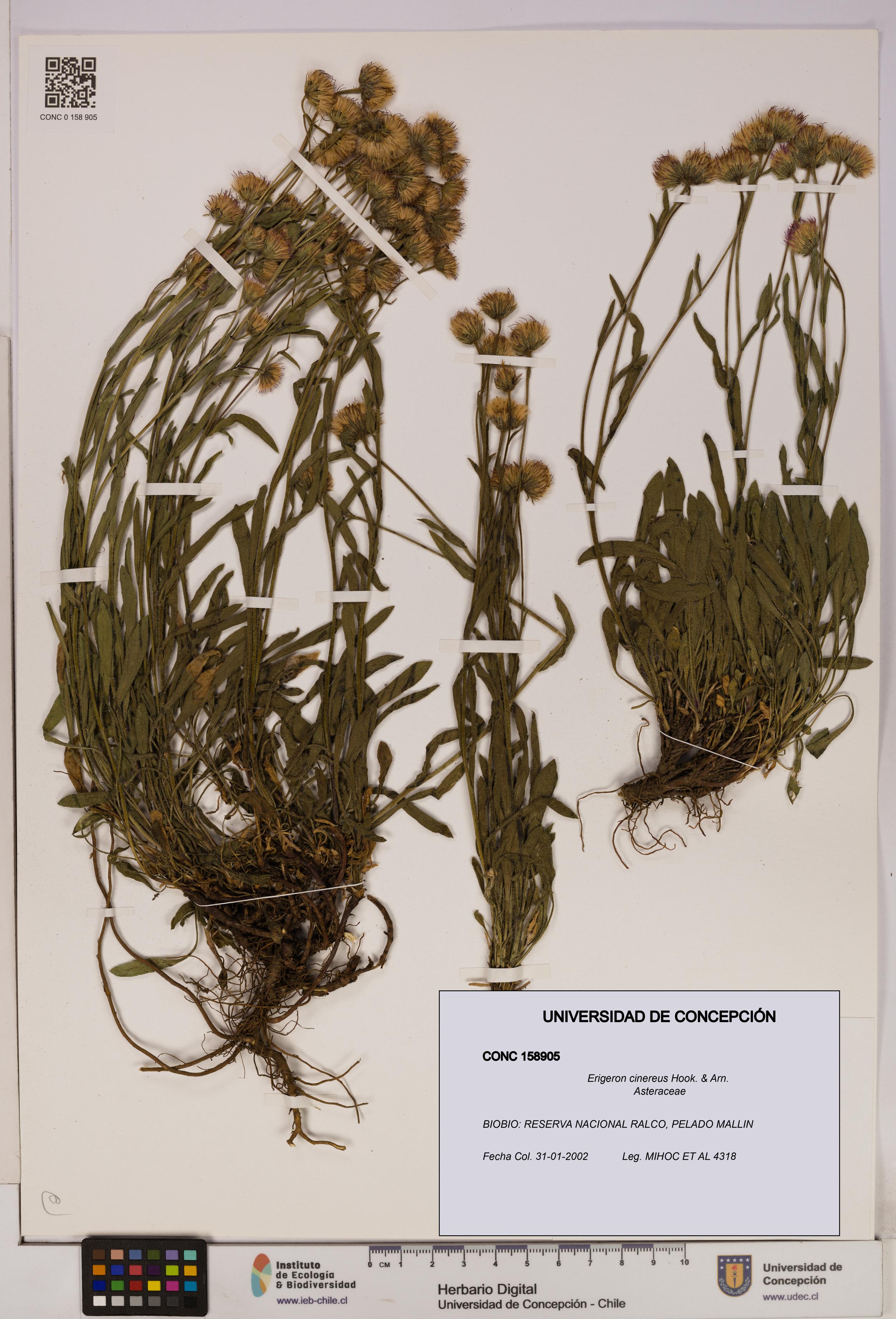 Erigeron cinereus [Espécimen: UDEC:CONC:0158905]