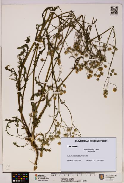 Crepis capillaris [Espécimen: UDEC:CONC:0158906]