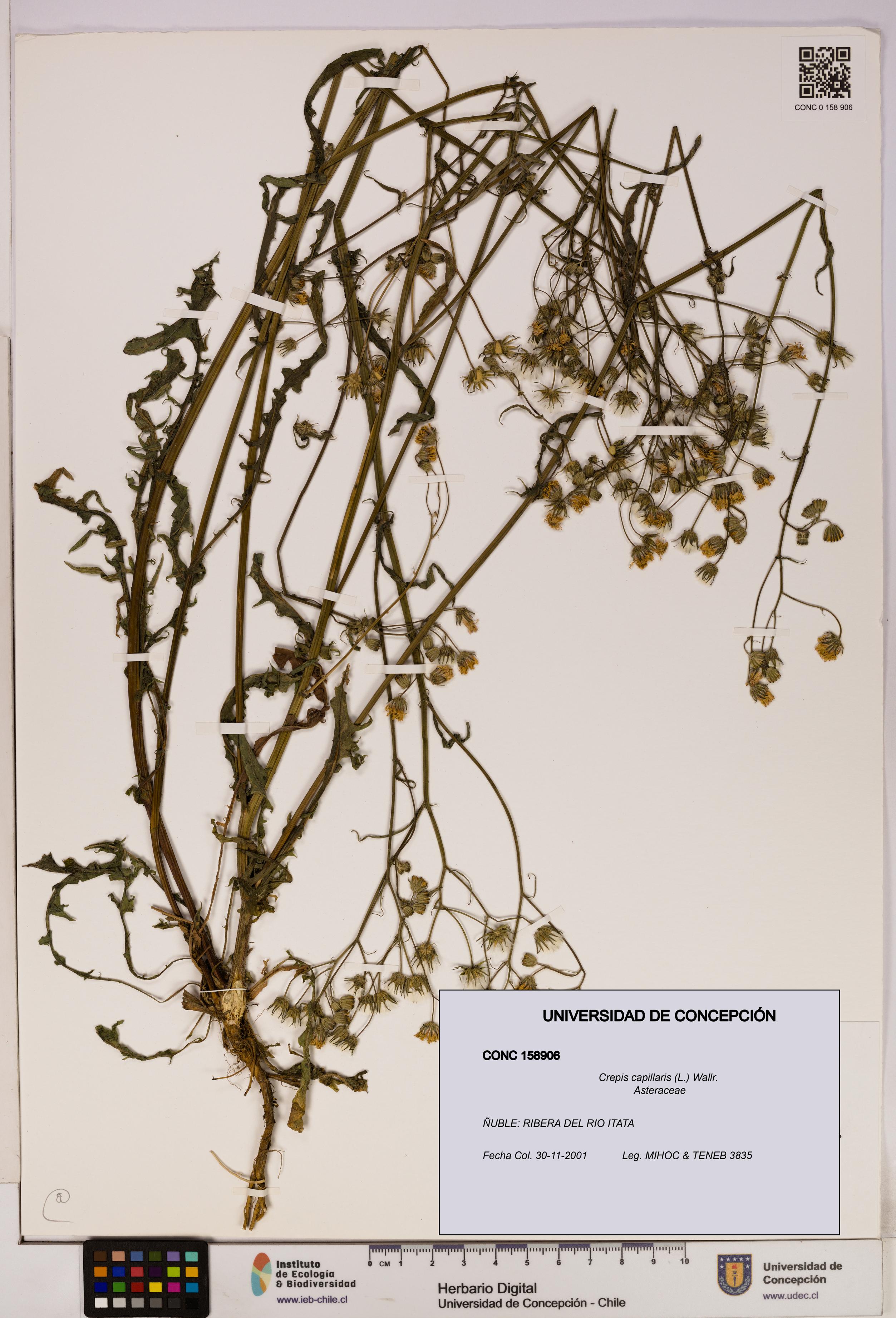 Crepis capillaris [Espécimen: UDEC:CONC:0158906]