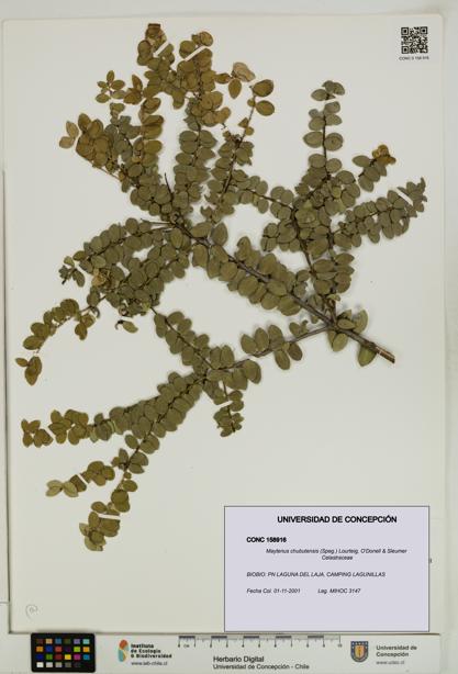 Maytenus chubutensis [Espécimen: UDEC:CONC:0158916]