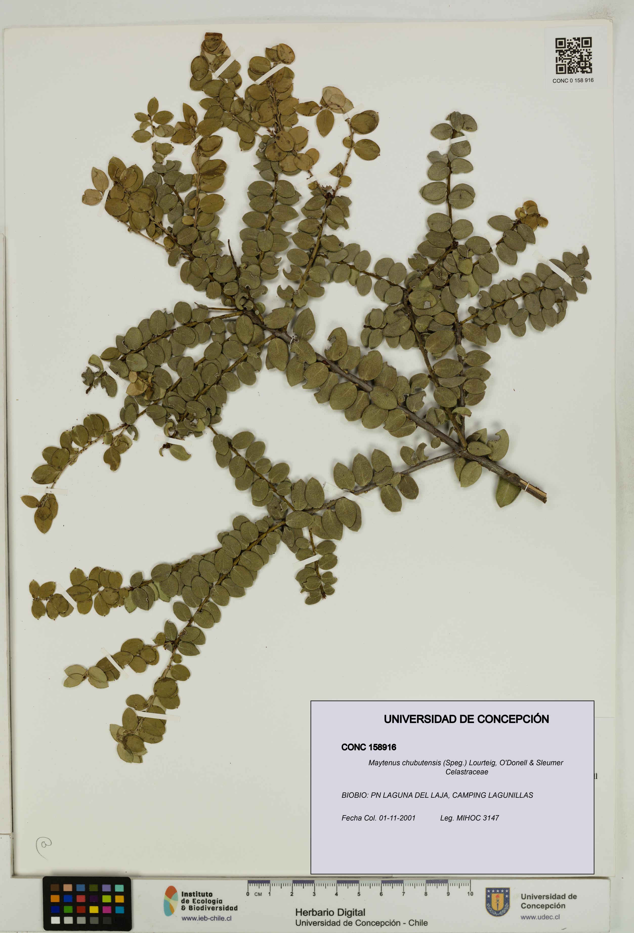 Maytenus chubutensis [Espécimen: UDEC:CONC:0158916]