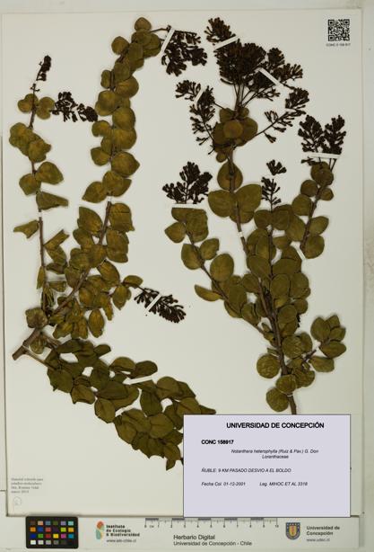 Notanthera heterophylla [Espécimen: UDEC:CONC:0158917]