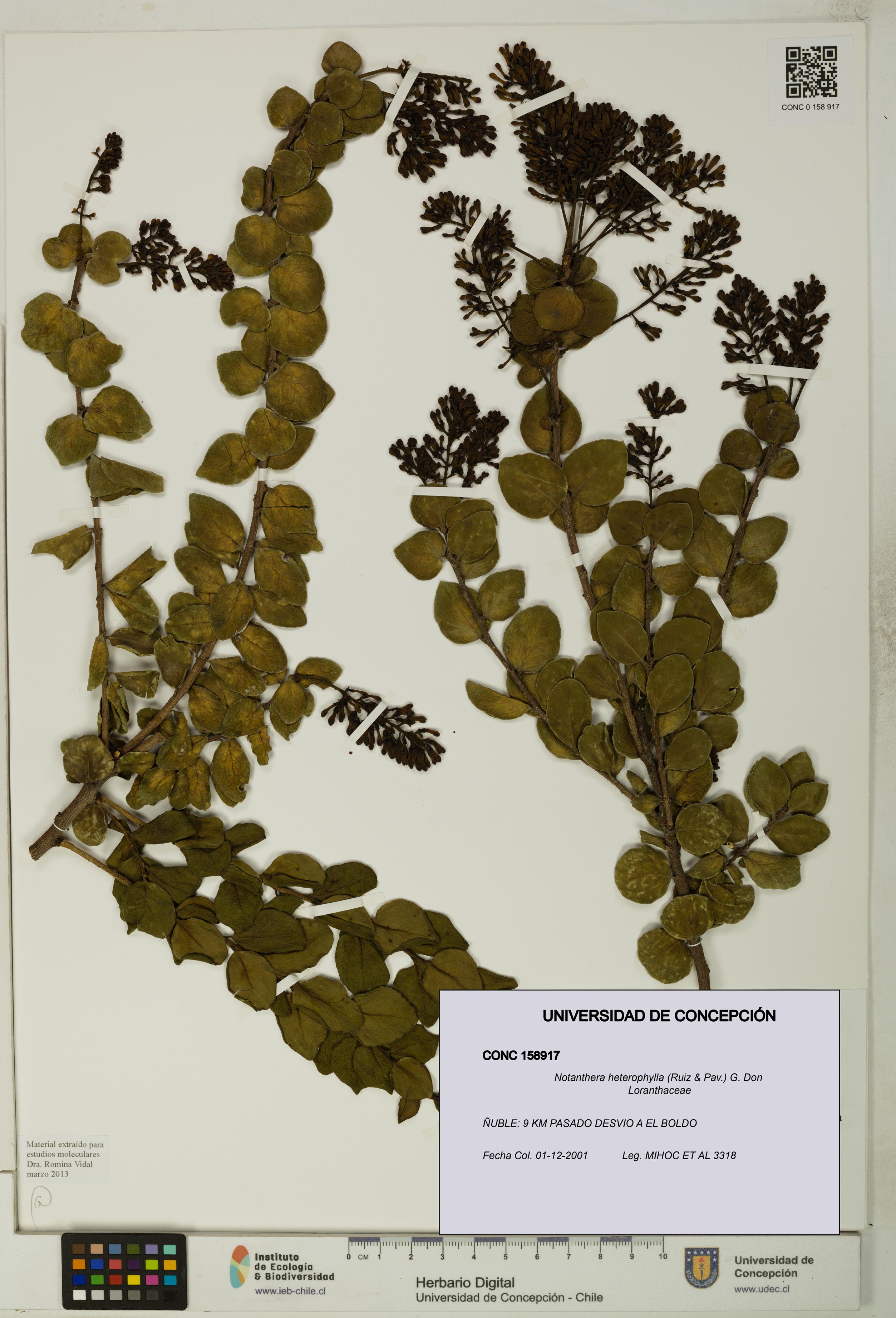 Notanthera heterophylla [Espécimen: UDEC:CONC:0158917]