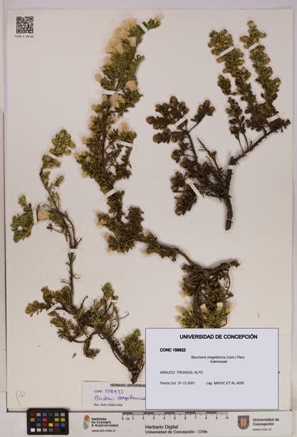 Baccharis magellanica [Espécimen: UDEC:CONC:0158922]