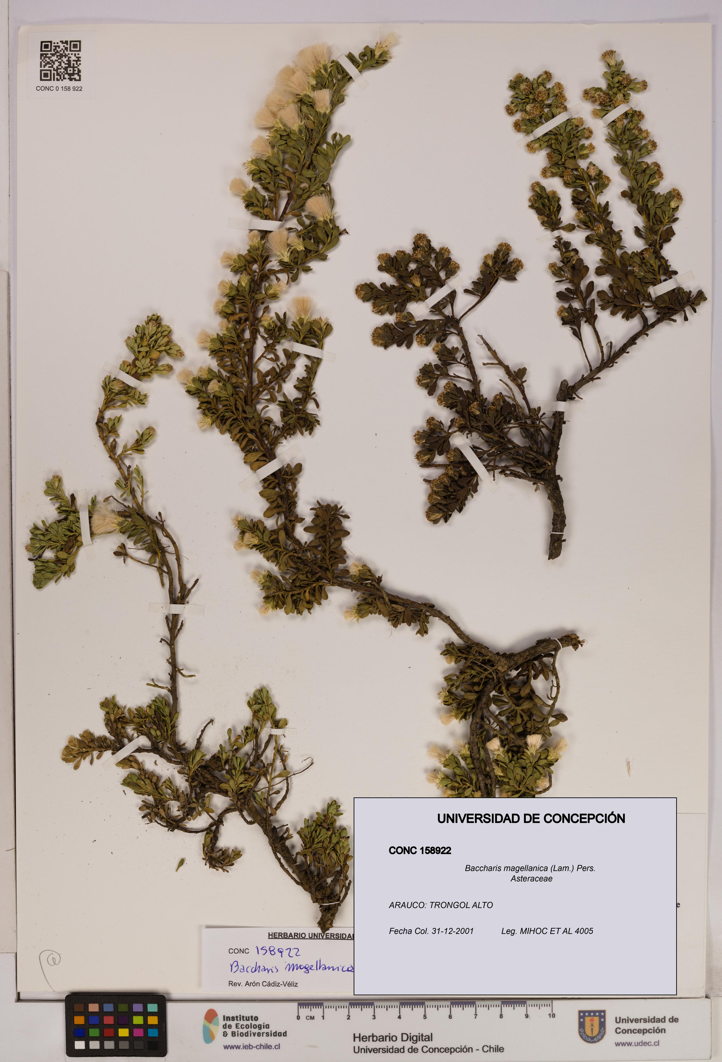 Baccharis magellanica [Espécimen: UDEC:CONC:0158922]
