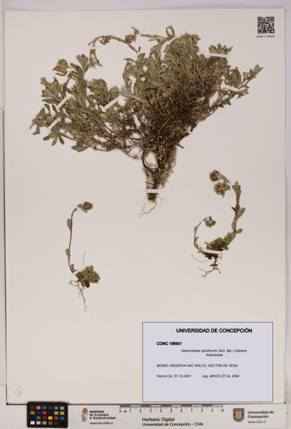 Gamochaeta spiciformis [Espécimen: UDEC:CONC:0158931]