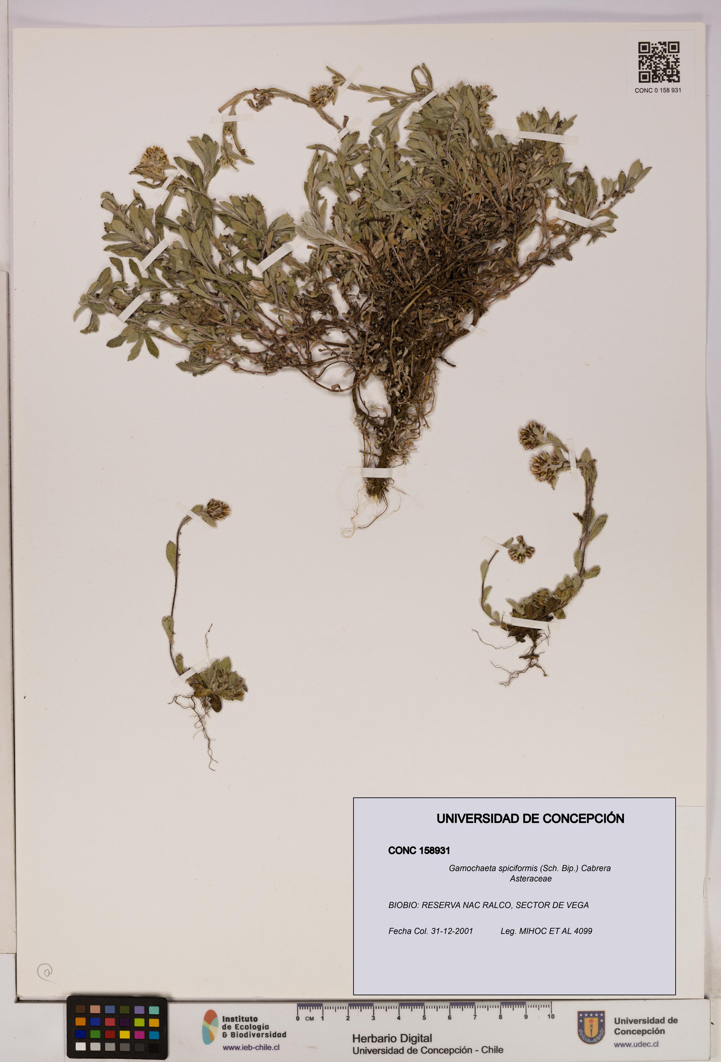 Gamochaeta spiciformis [Espécimen: UDEC:CONC:0158931]