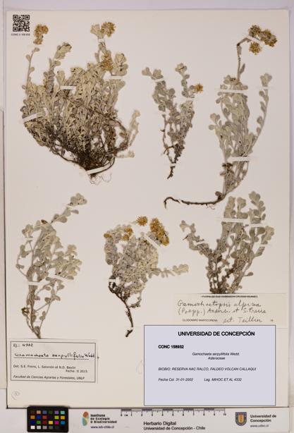 Gamochaeta serpyllifolia [Espécimen: UDEC:CONC:0158932]