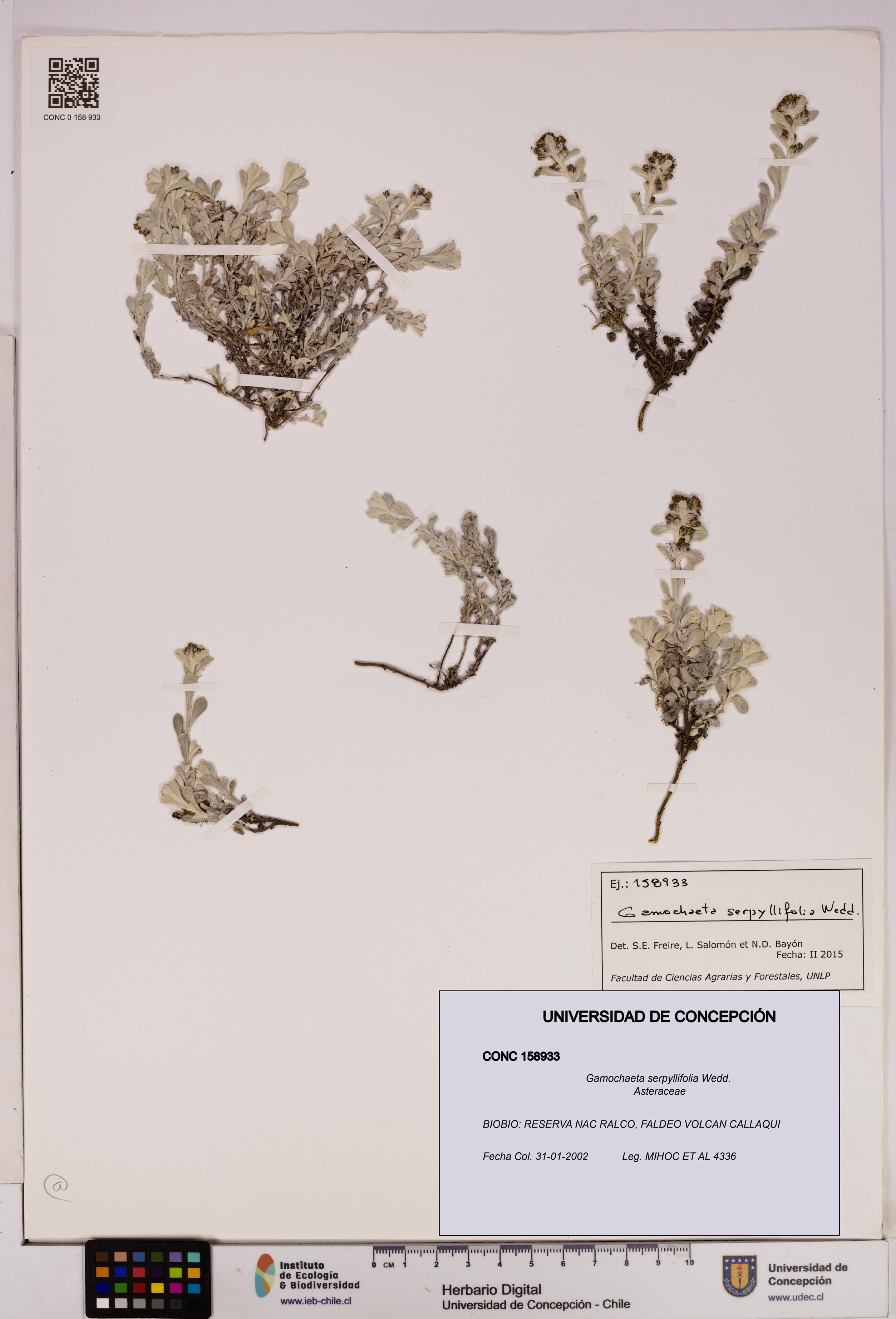 Gamochaeta serpyllifolia [Espécimen: UDEC:CONC:0158933]