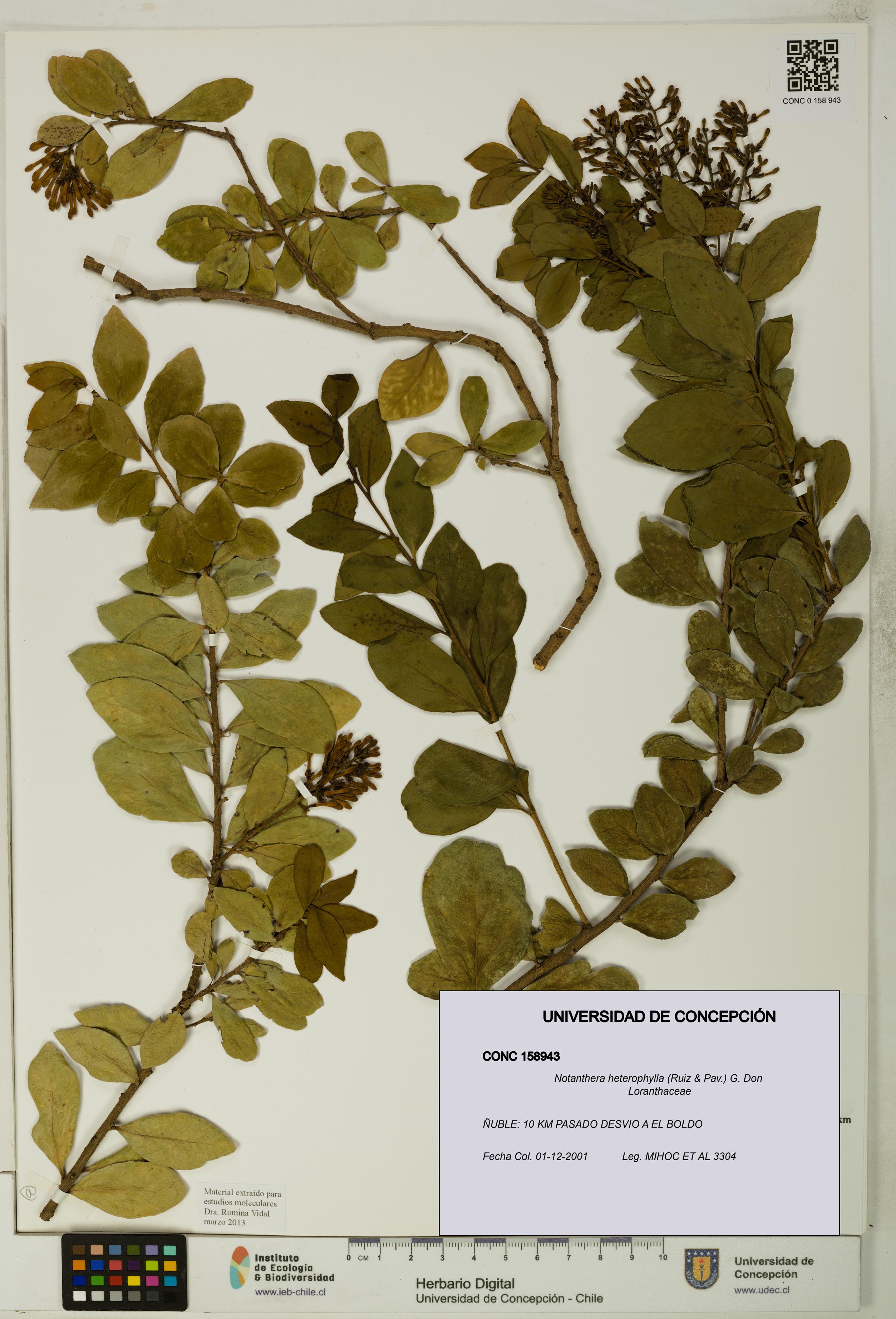 Notanthera heterophylla [Espécimen: UDEC:CONC:0158943]