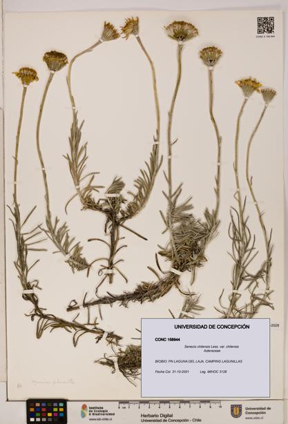 Senecio chilensis var. chilensis [Espécimen: UDEC:CONC:0158944]