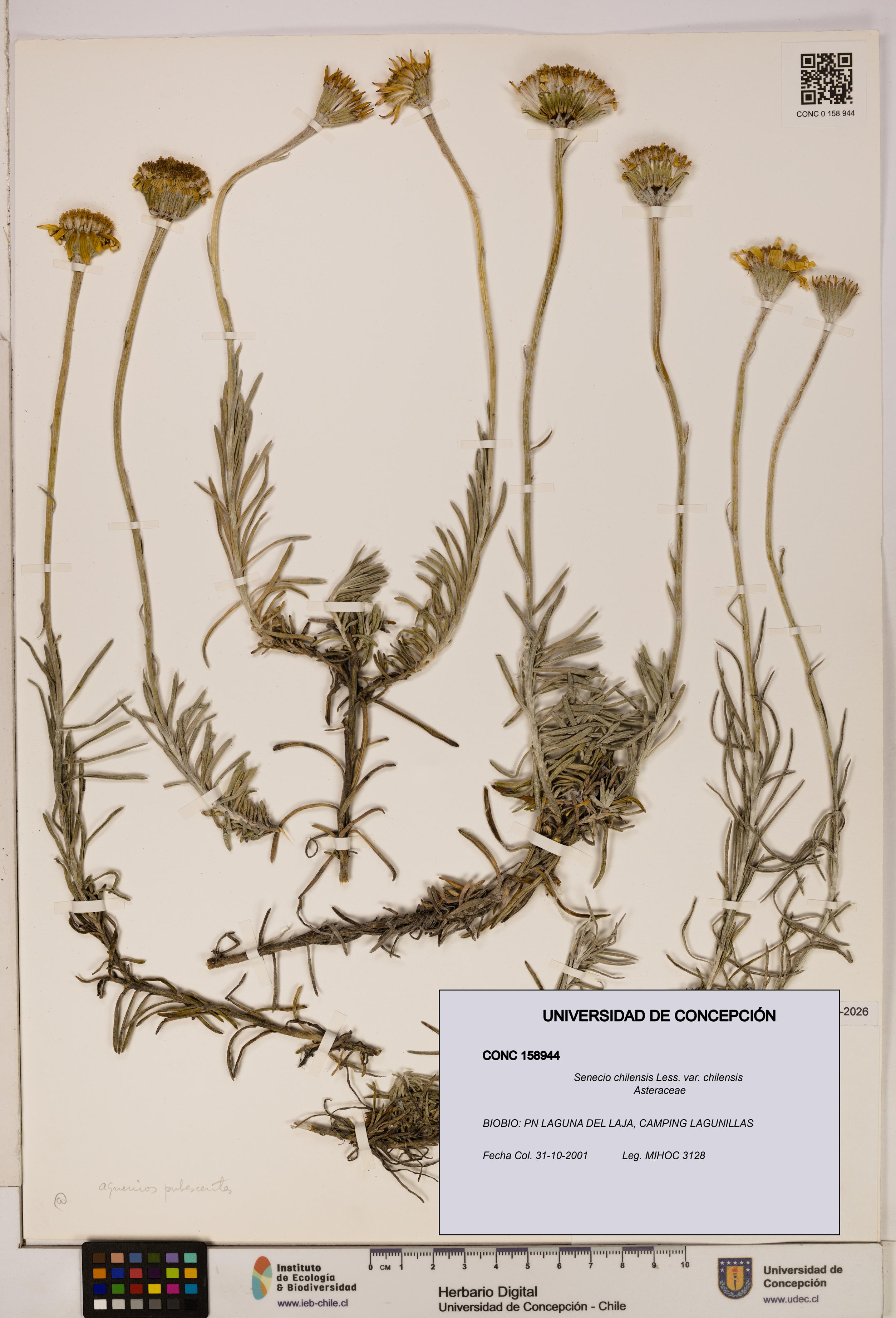 Senecio chilensis var. chilensis [Espécimen: UDEC:CONC:0158944]