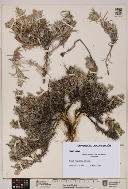 Senecio chilensis var. chilensis [Espécimen: UDEC:CONC:0158945]
