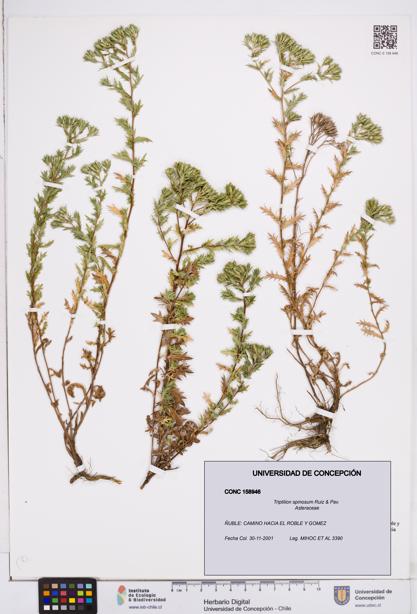 Triptilion spinosum [Espécimen: ]