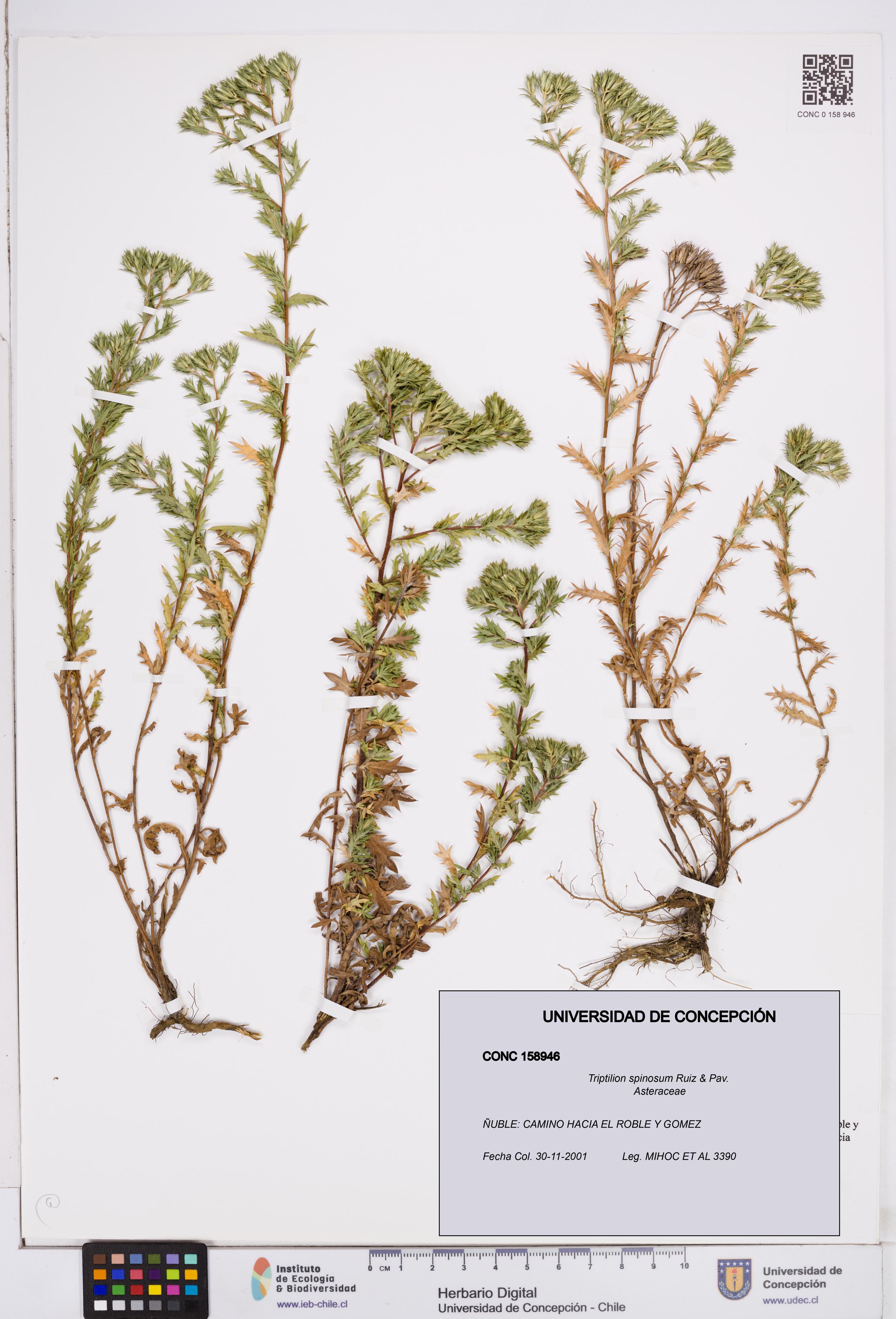 Triptilion spinosum [Espécimen: ]