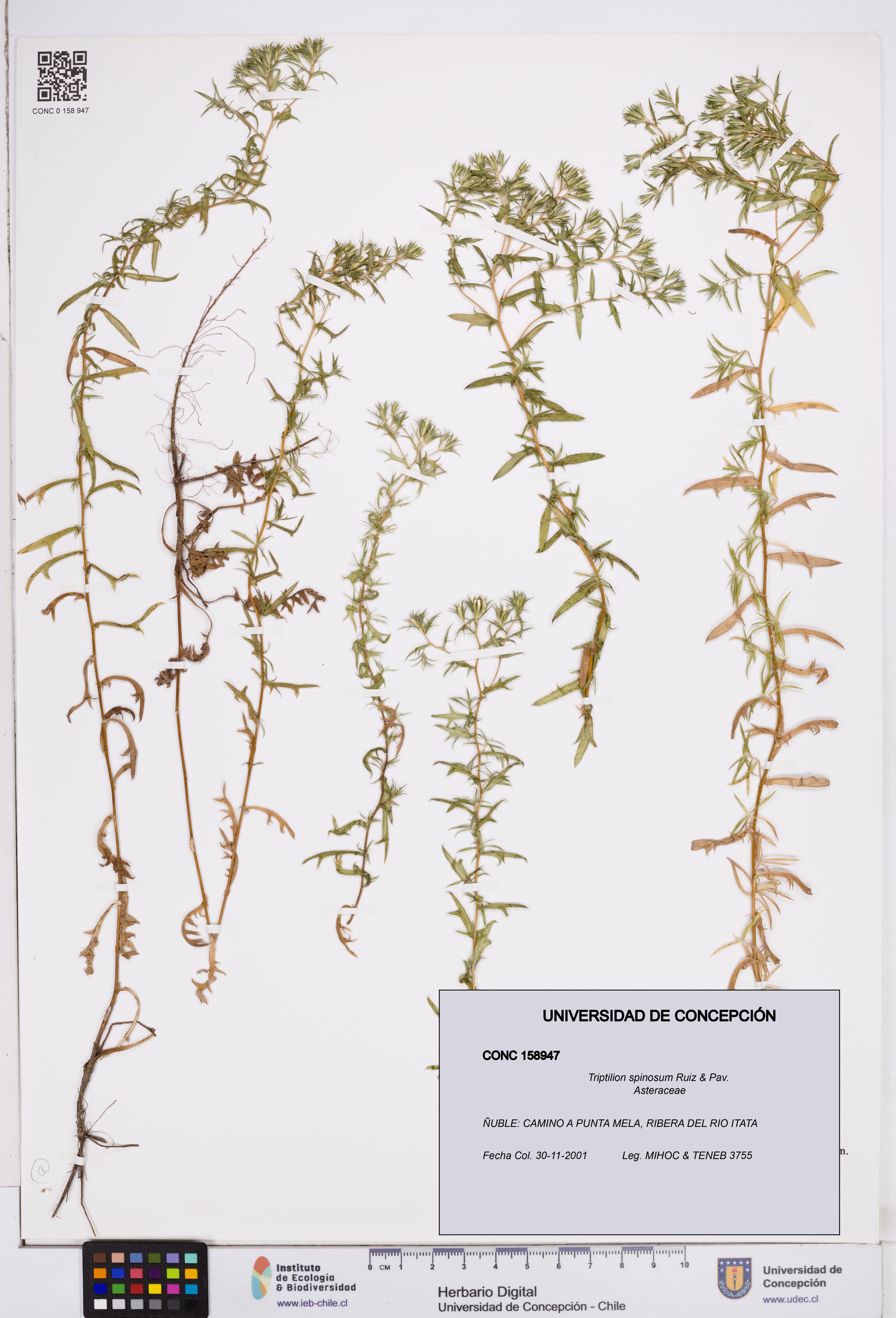 Triptilion spinosum [Espécimen: ]
