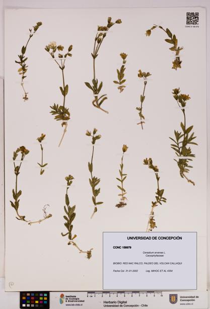 Cerastium arvense [Espécimen: UDEC:CONC:0158979]