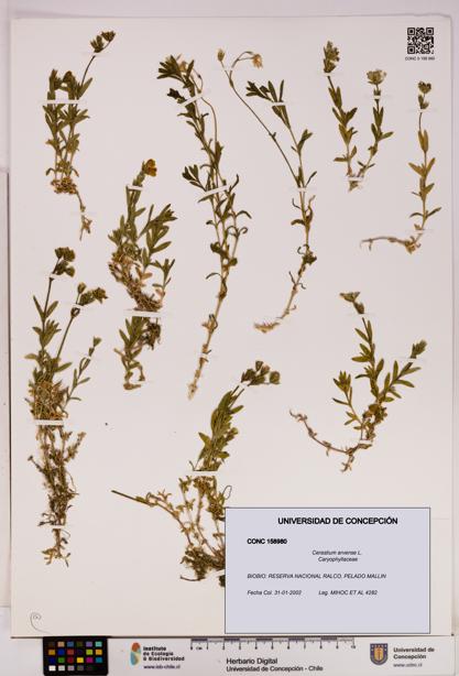 Cerastium arvense [Espécimen: UDEC:CONC:0158980]