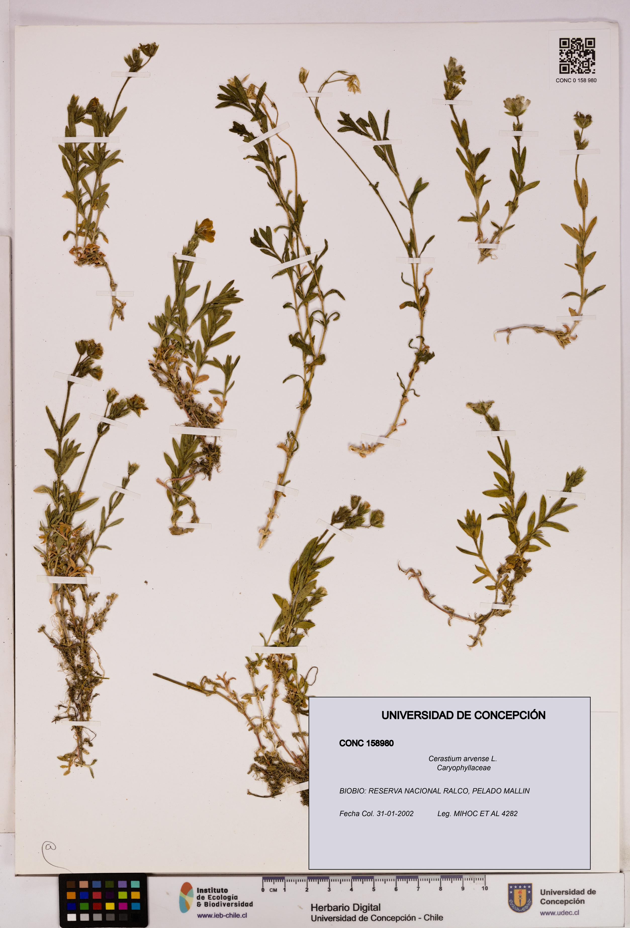 Cerastium arvense [Espécimen: UDEC:CONC:0158980]