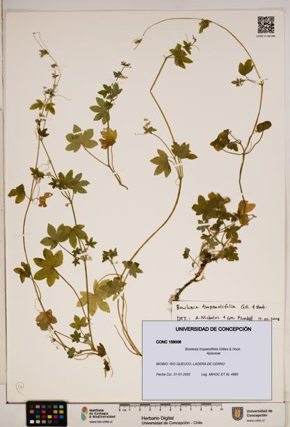 Bowlesia tropaeolifolia [Espécimen: ]