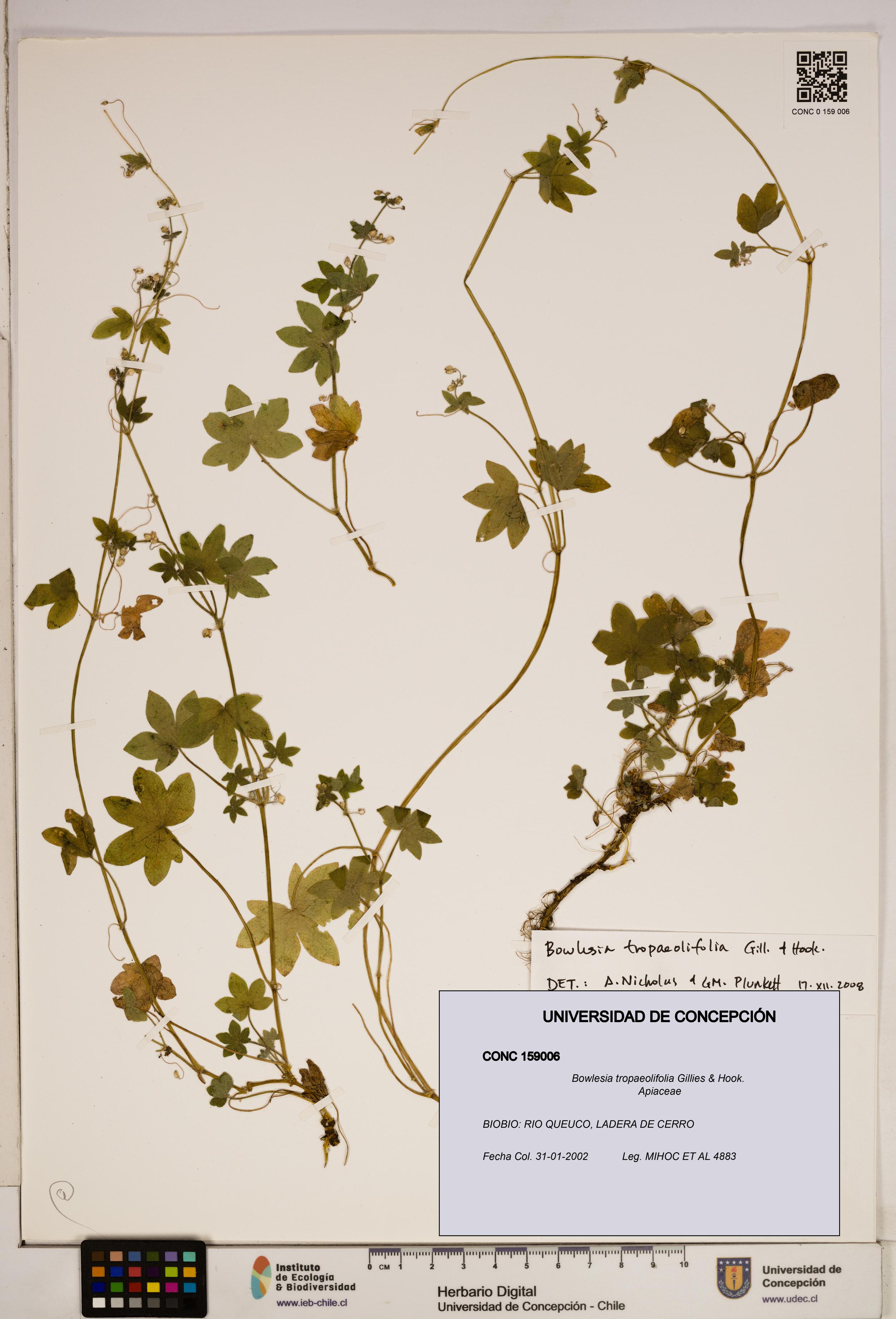 Bowlesia tropaeolifolia [Espécimen: ]
