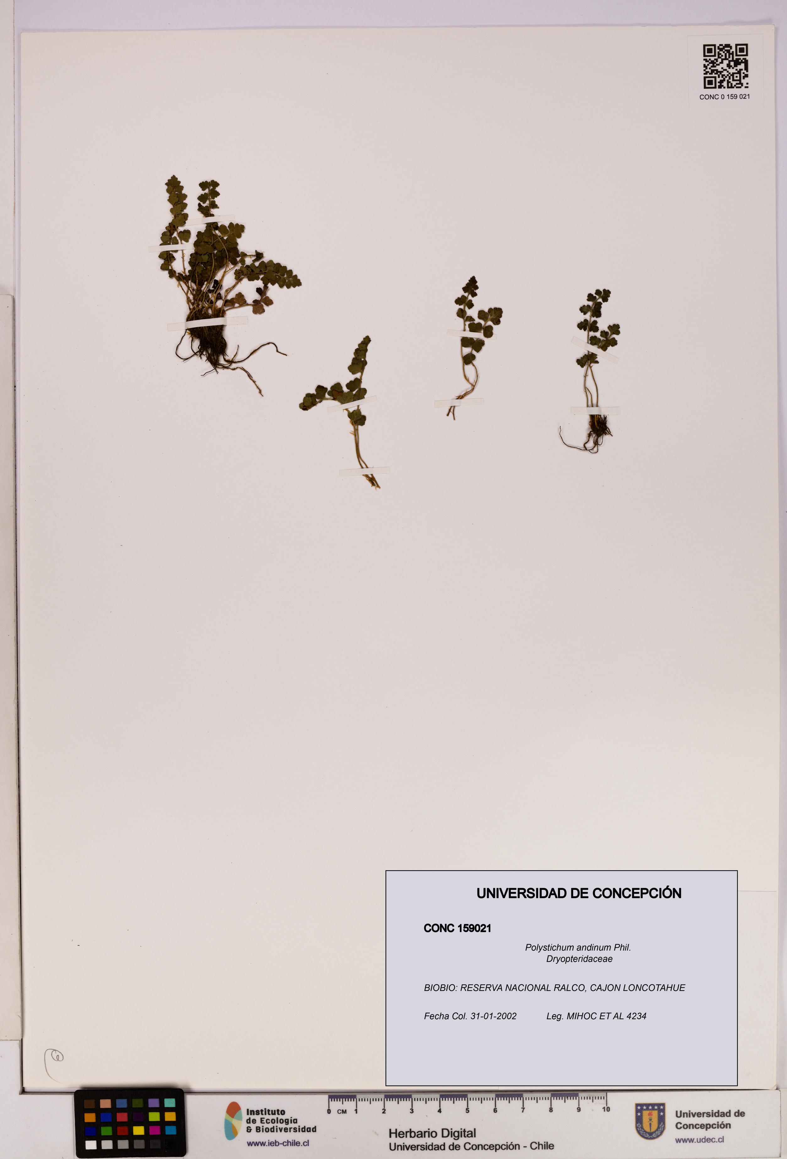 Polystichum andinum [Espécimen: UDEC:CONC:0159021]