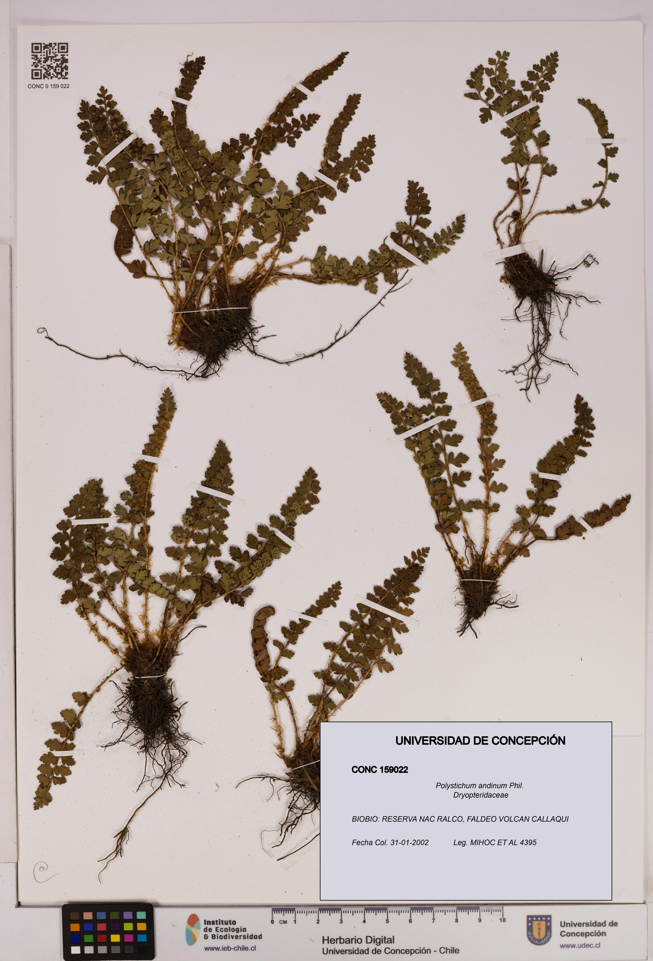Polystichum andinum [Espécimen: UDEC:CONC:0159022]
