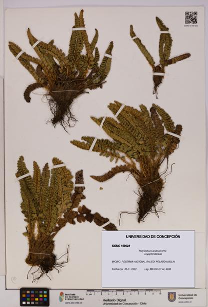 Polystichum andinum [Espécimen: UDEC:CONC:0159023]