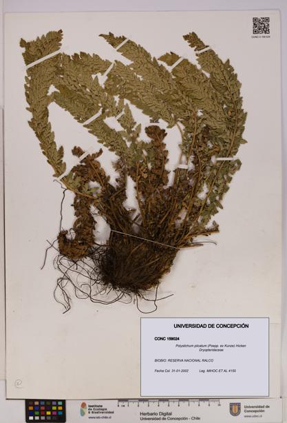 Polystichum plicatum [Espécimen: UDEC:CONC:0159024]
