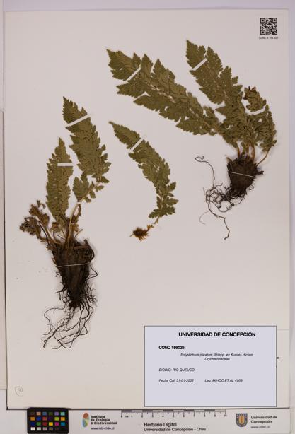 Polystichum plicatum [Espécimen: UDEC:CONC:0159025]