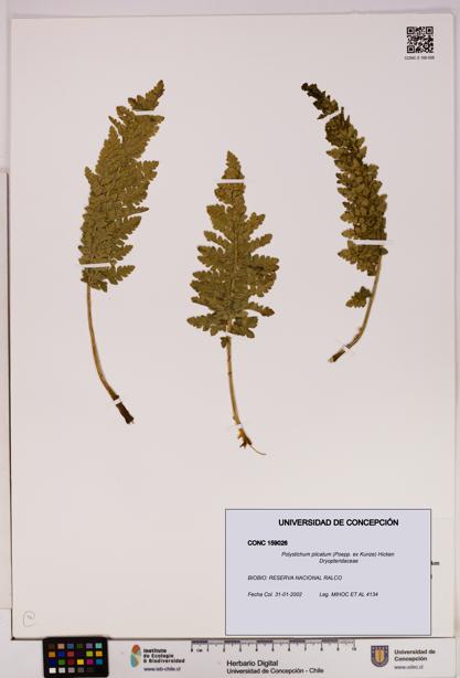 Polystichum plicatum [Espécimen: UDEC:CONC:0159026]